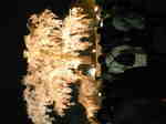 ML_HI3G0010.jpg